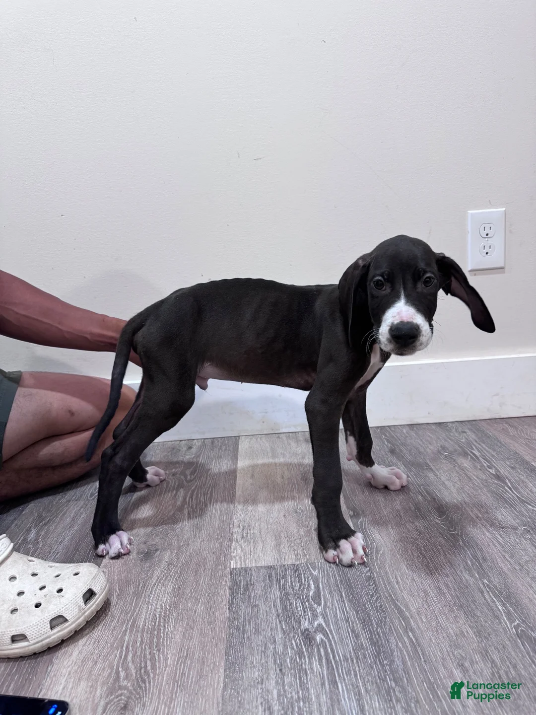 Great Dane dogs for sale: Great Dane 4 (Chip)  - Ad 1