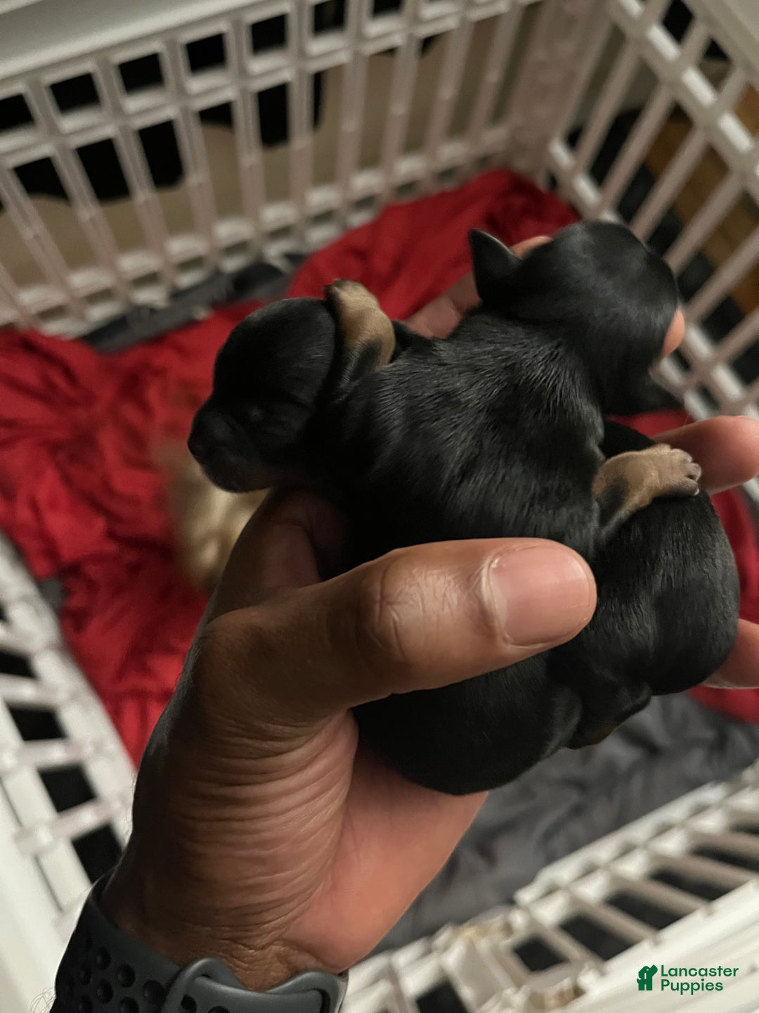 Yorkiepoo dogs for sale: Yorkiepoo Puppy 2 (Izzy) - Ad 10
