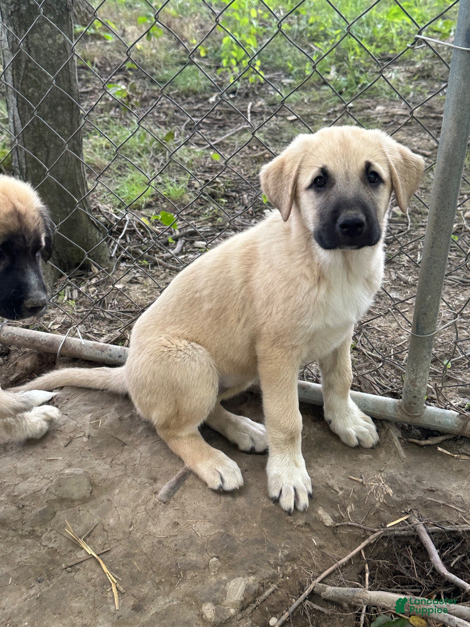 Anatolian Shepherd dogs Anatolian Shepherd 5 - Ad 6