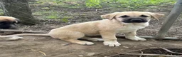 Anatolian Shepherd dogs for sale: Anatolian Shepherd 5 - Ad 1