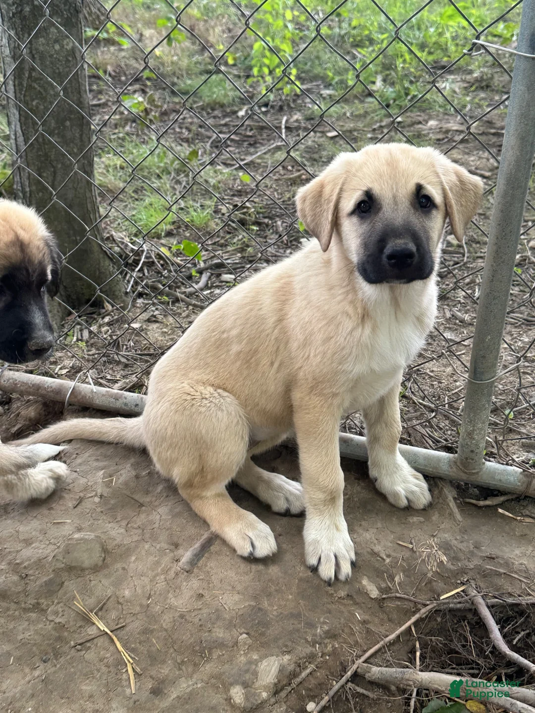 Anatolian Shepherd dogs for sale: Anatolian Shepherd 5 - Ad 1