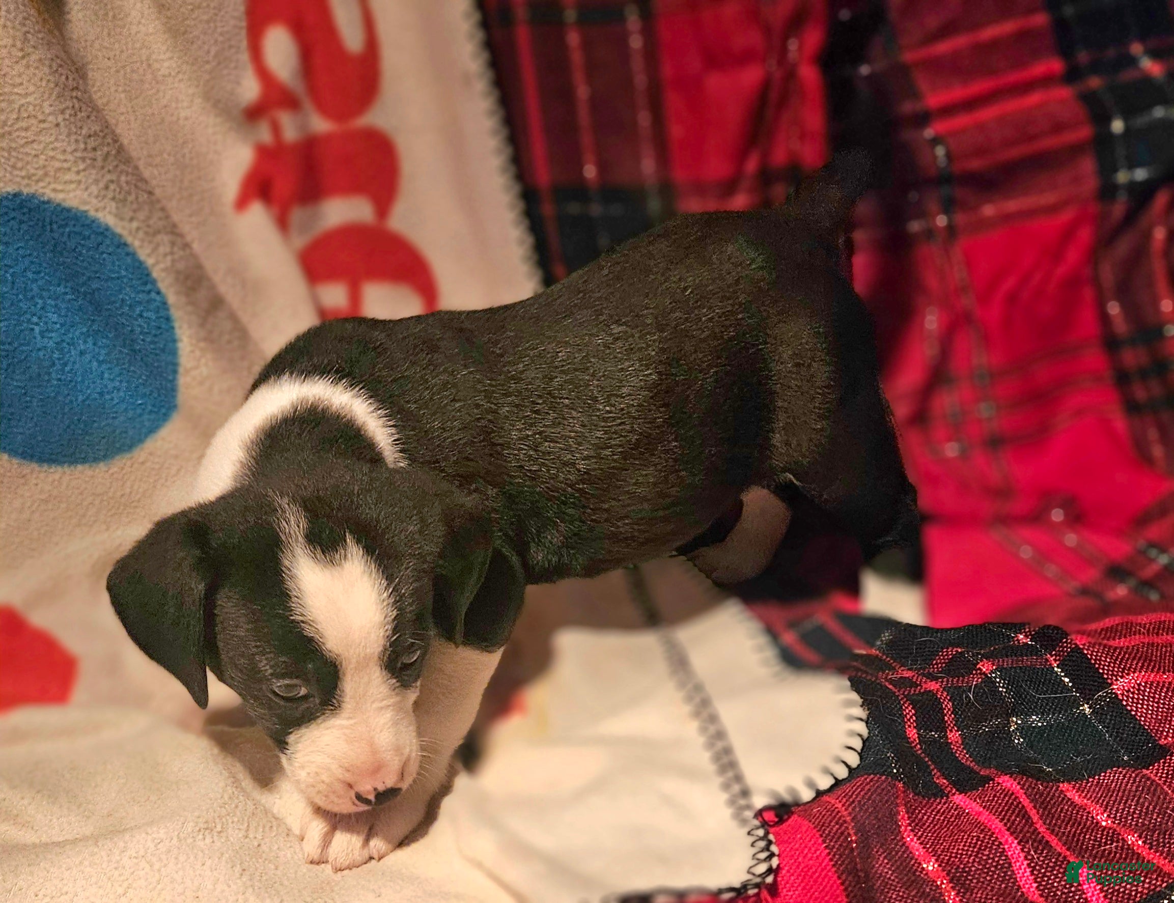 Border Collie dogs Friday - Ad 15