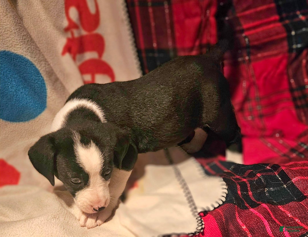 Border Collie dogs for sale: Friday - Ad 1