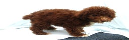 Miniature Poodle dogs for sale: Miniature Poodle Puppy 6 Amos - Ad 3