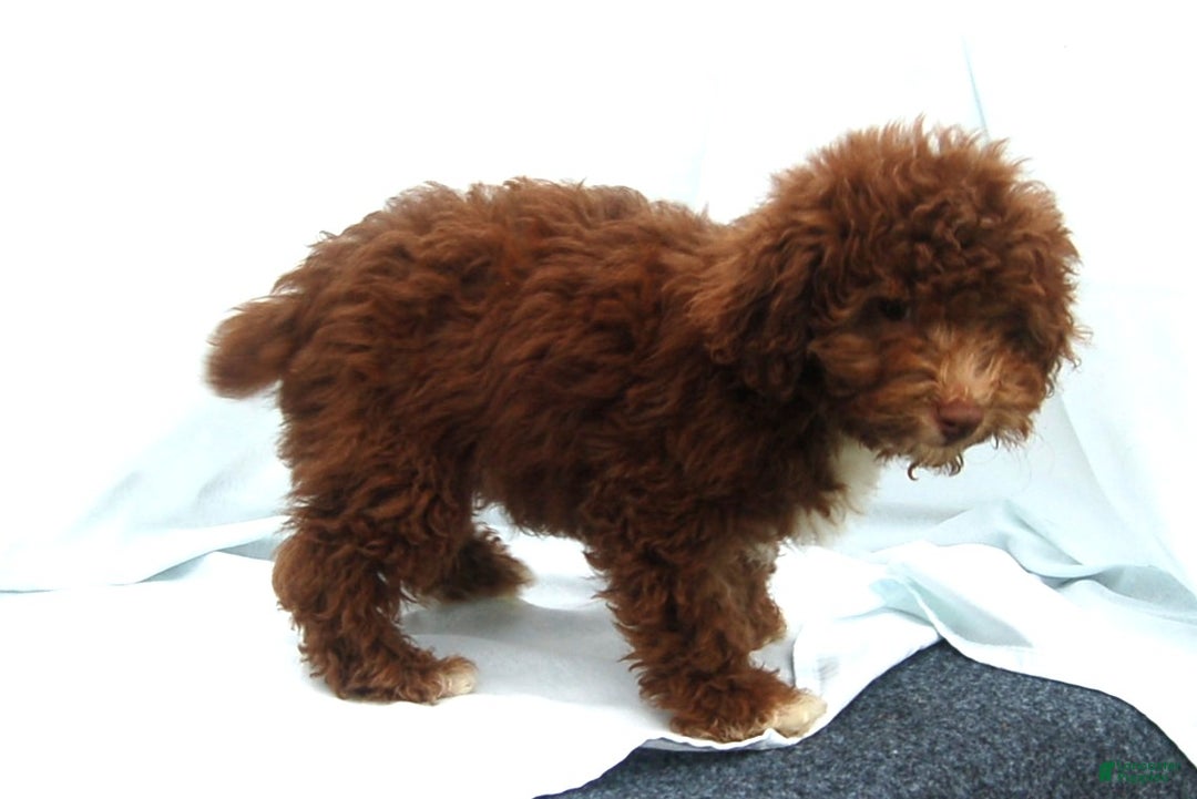 Miniature Poodle dogs for sale: Miniature Poodle Puppy 6 Amos - Ad 3
