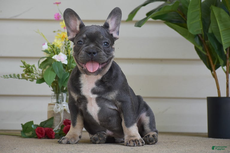 Gallery Image {{count}}