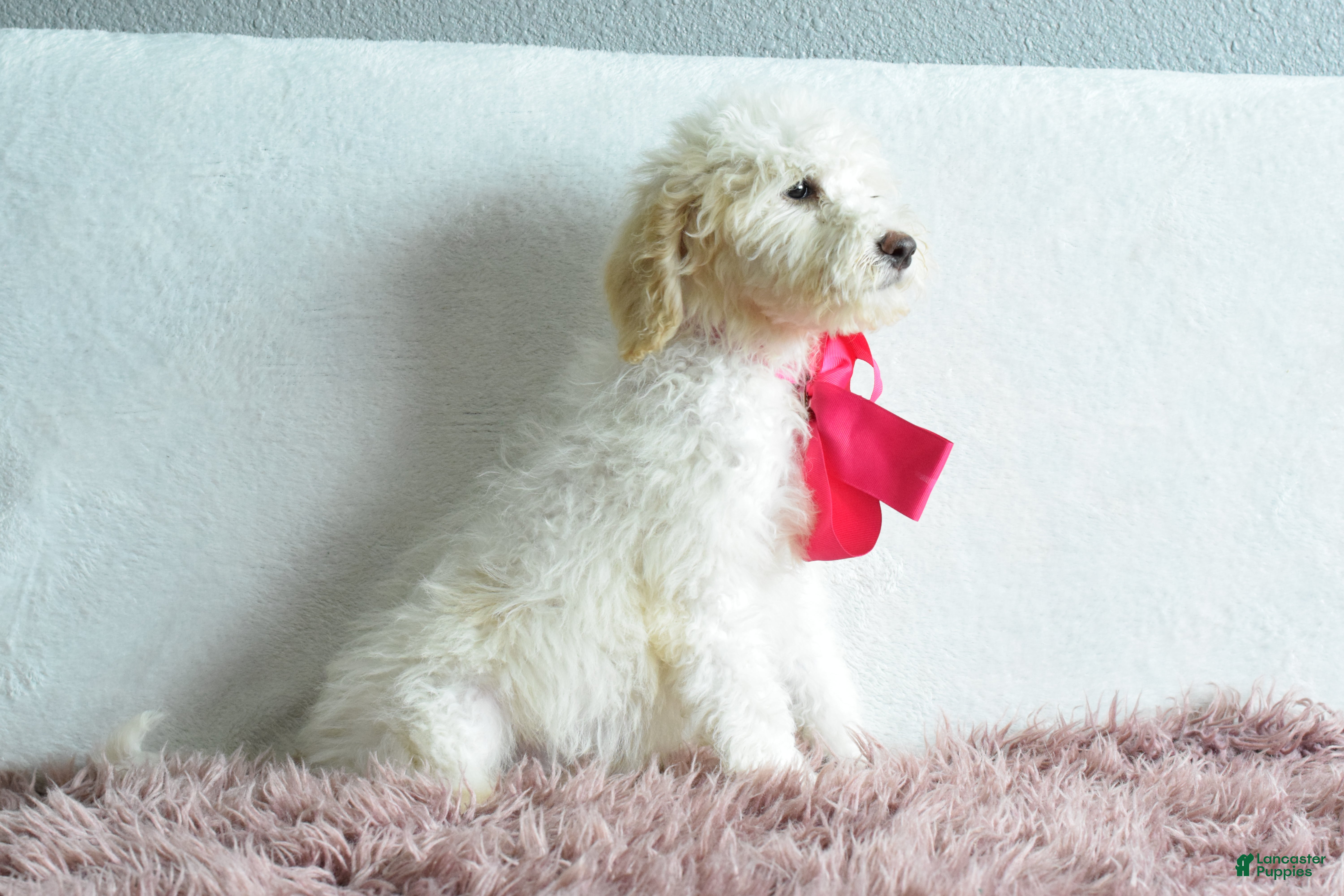 Goldendoodle dogs Goldendoodle Puppy 3 - Ad 2