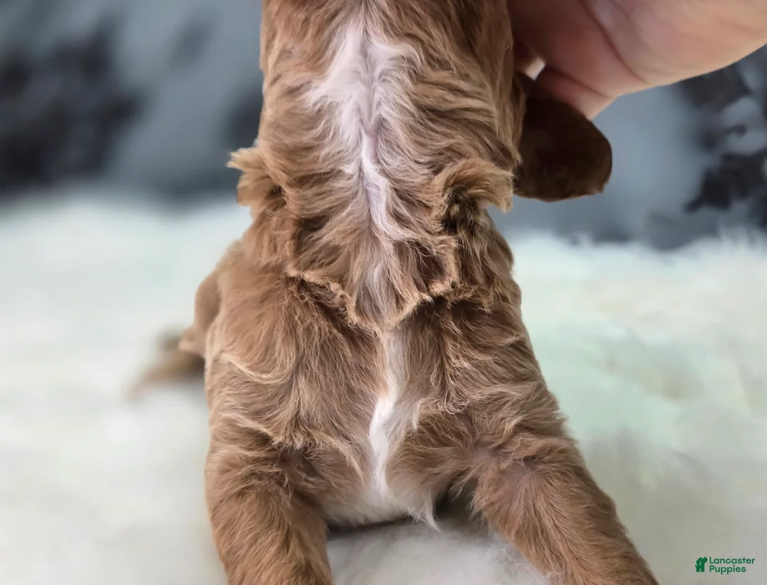 Cavapoo dogs for sale: Snowflake - Ad 5