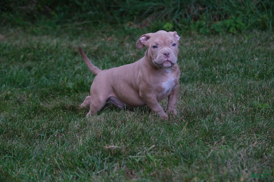 American Bully dogs for sale: Buddy - Ad 1