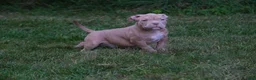 American Bully dogs for sale: American Bully litter of 10 puppies - Ad 11
