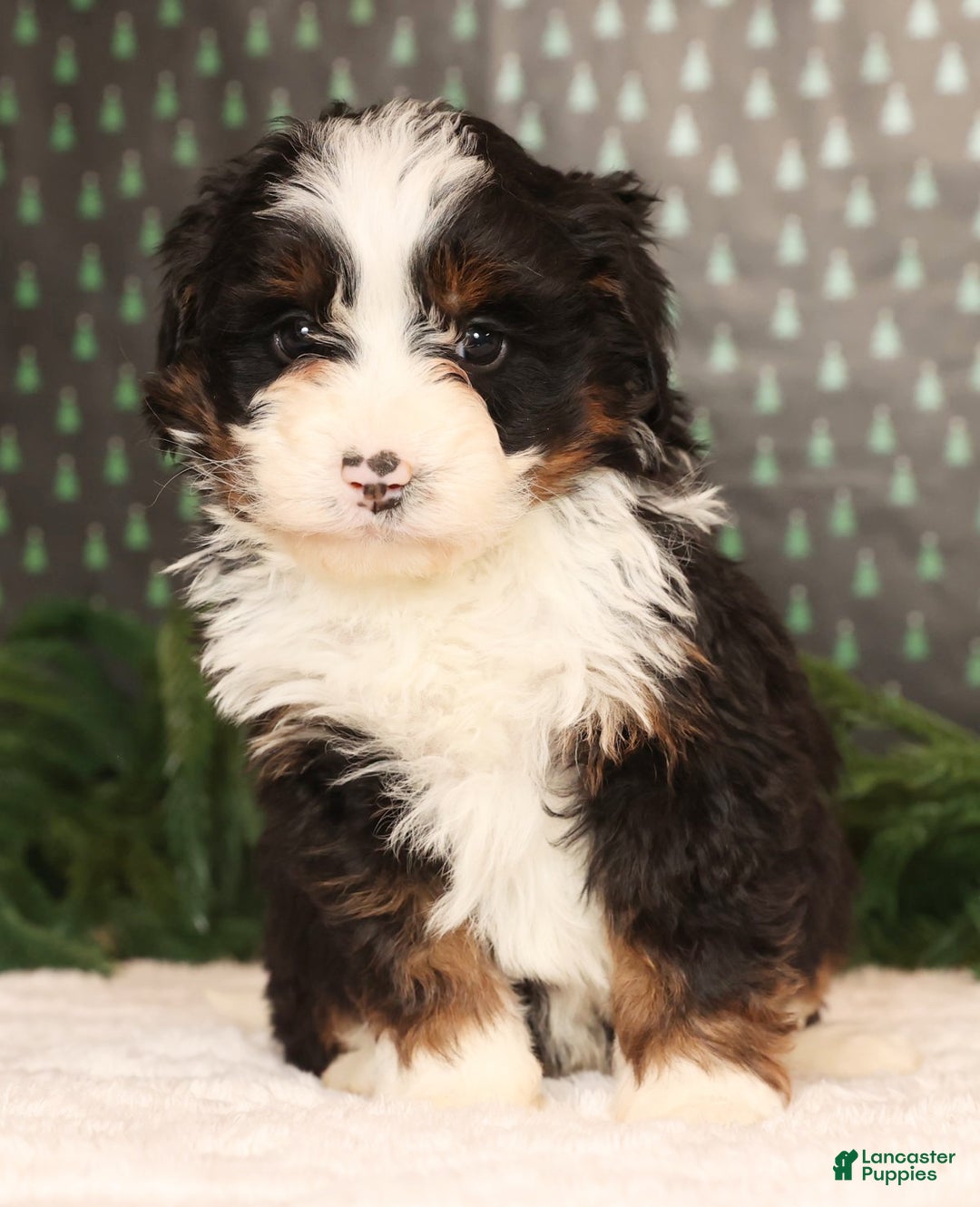 Mini Bernedoodle dogs for sale: Snickers - Ad 1