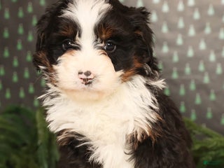 Mini Bernedoodle dogs Snickers - Ad 34