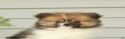 Pomeranian dogs for sale: Glen - Ad 2