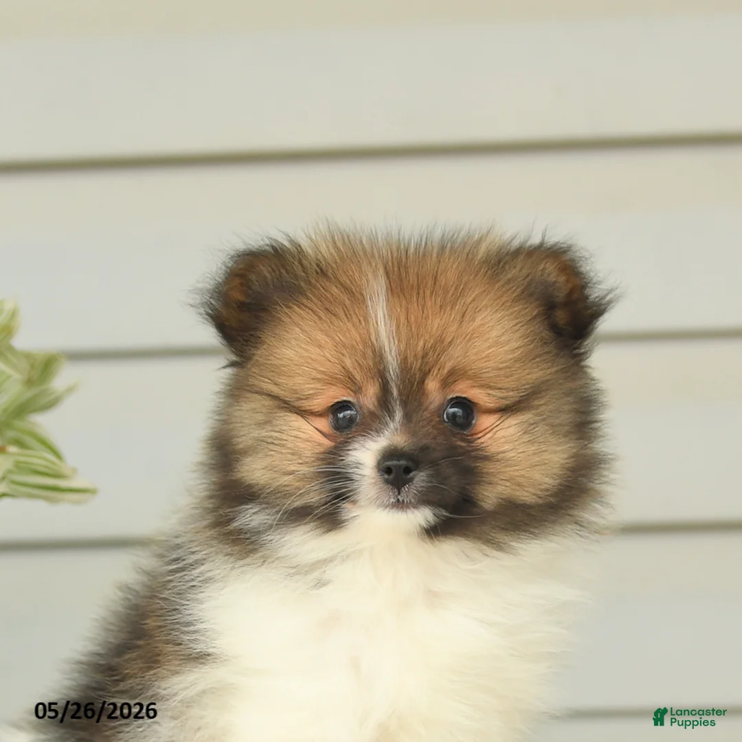 Pomeranian dogs for sale: Glen - Ad 2
