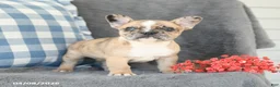 French Bulldog dogs for sale: Flora    - Ad 3