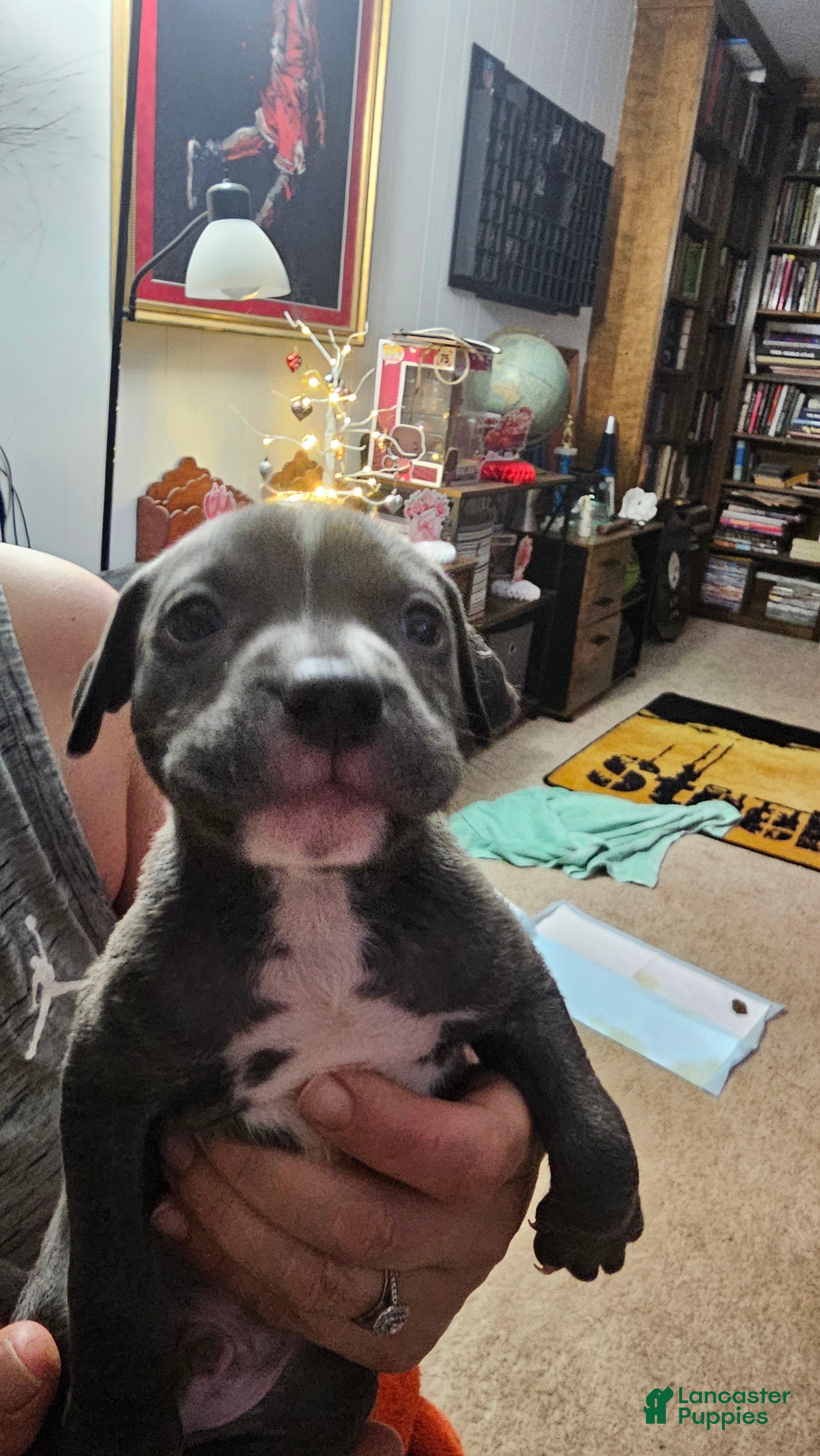 American Pit Bull Terrier dogs Blue Nose Pitbull Thor - Ad 34