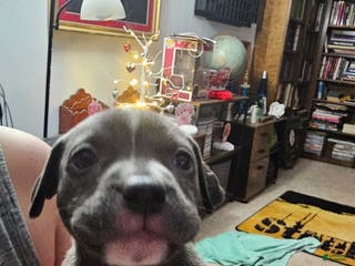 American Pit Bull Terrier dogs Blue Nose Pitbull Thor - Ad 36