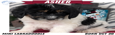Asher