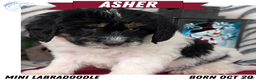 Mixed Breed dogs for sale: Asher - Ad 1