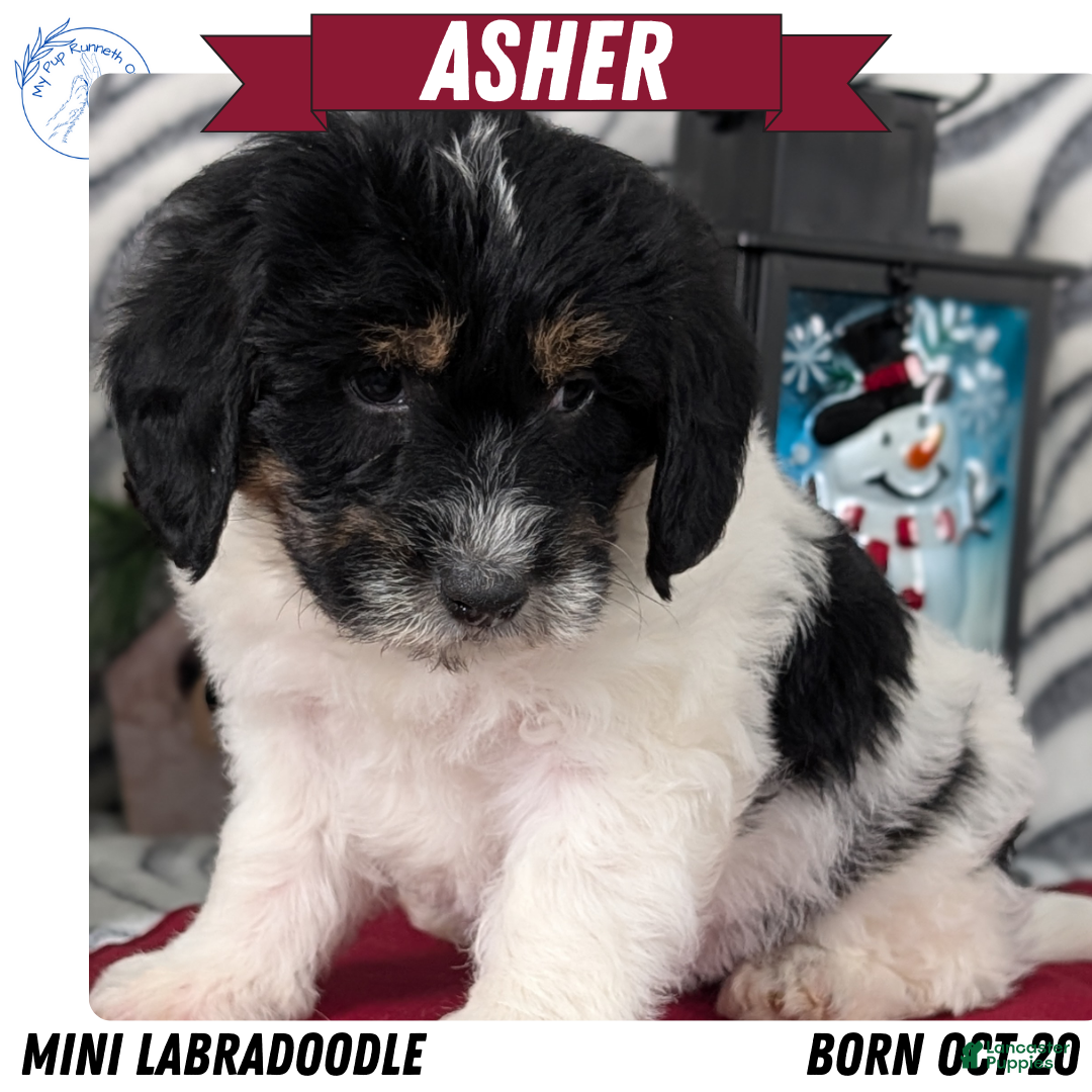 Mixed Breed dogs for sale: Asher - Ad 1