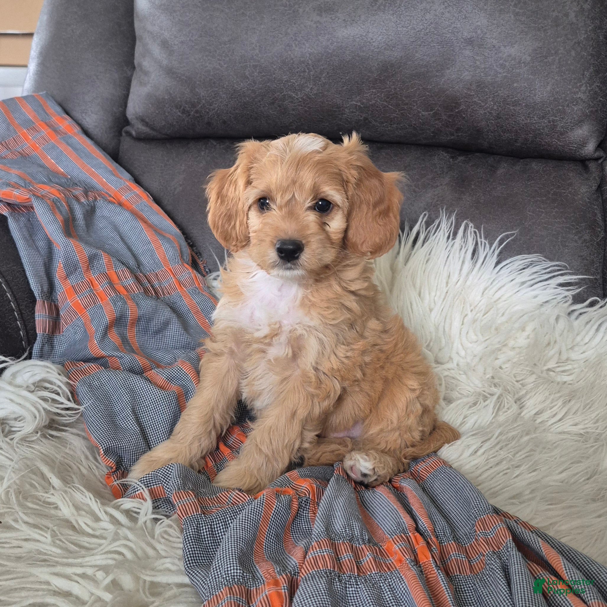 Cockapoo dogs Joey - Ad 2
