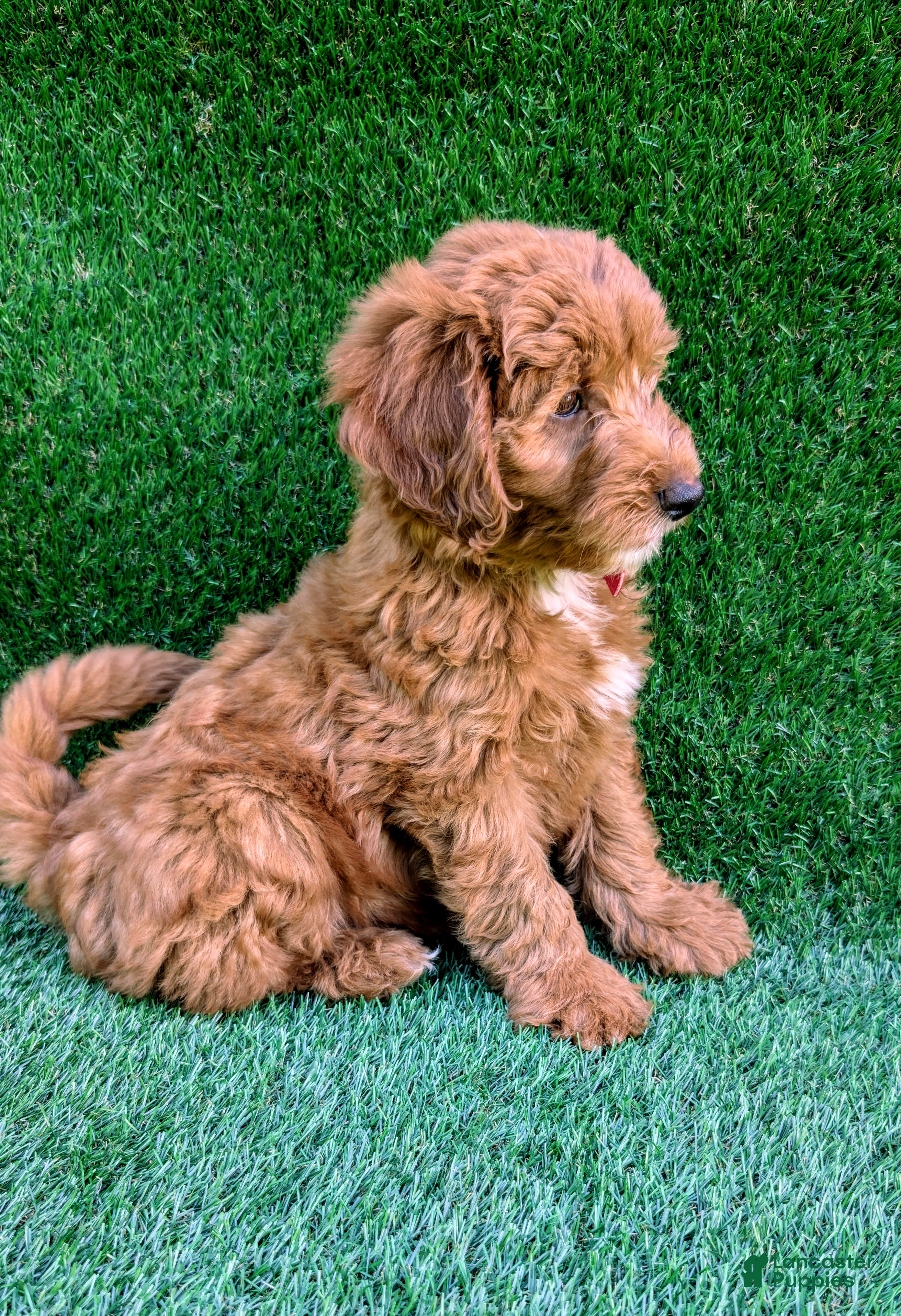 Mini Goldendoodle dogs Toby - Ad 1