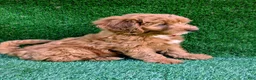 Mini Goldendoodle dogs for sale: Toby - Ad 5