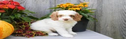 Cockapoo dogs for sale: Jeddi - Ad 2