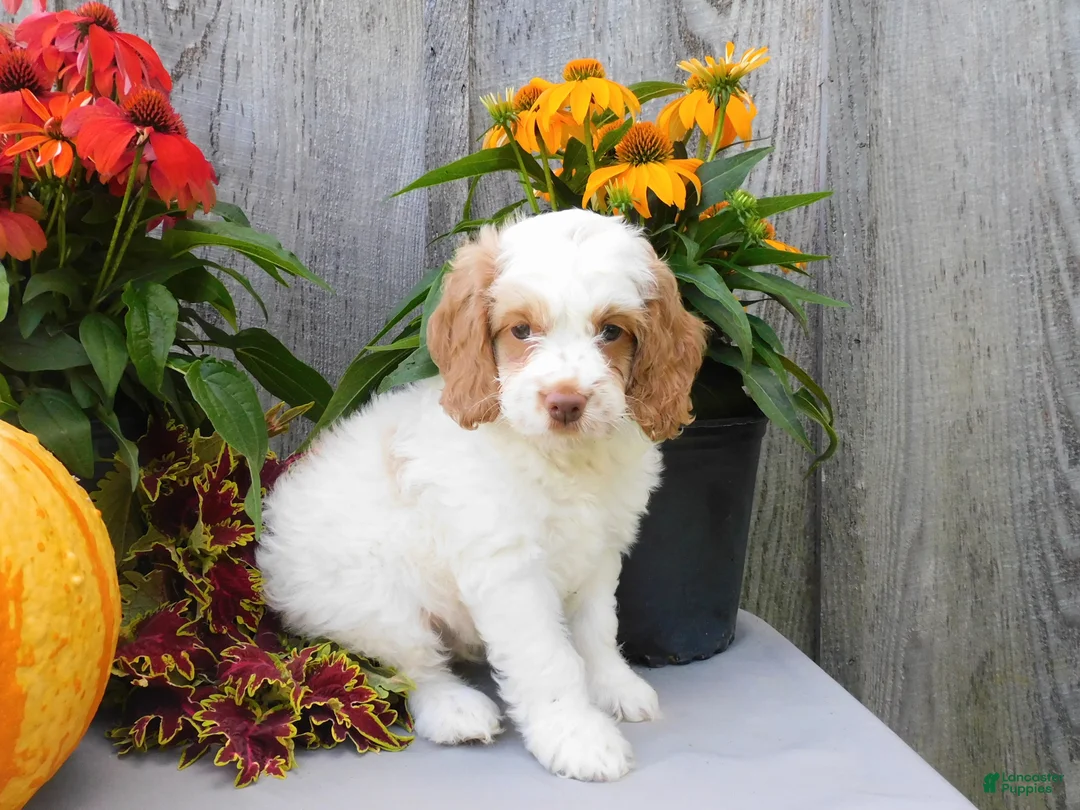 Cockapoo dogs for sale: Jeddi - Ad 2