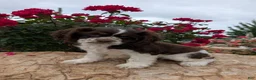 Cocker Spaniel dogs for sale: Beth  - Ad 3