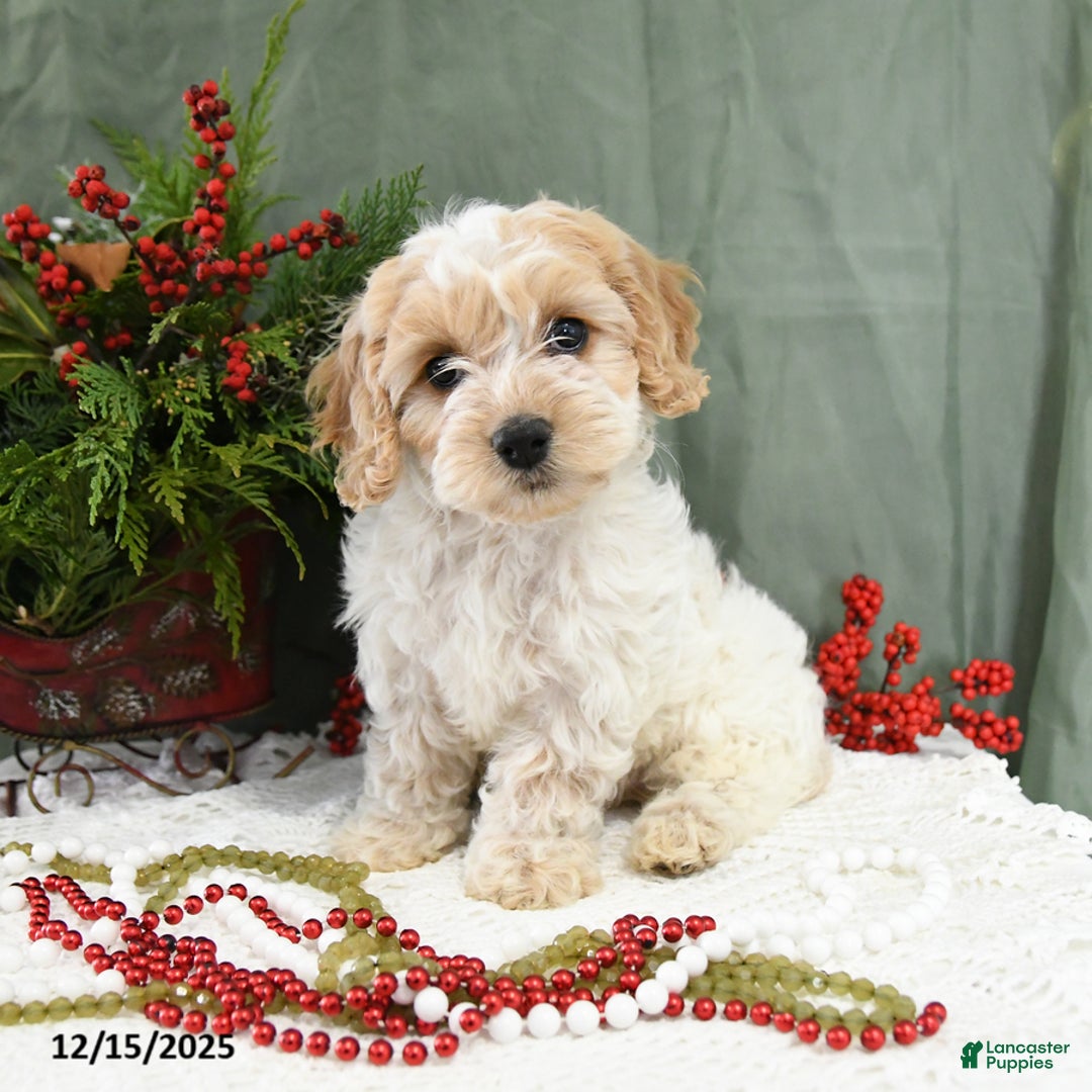 Cavapoo dogs for sale: Holly - Ad 2