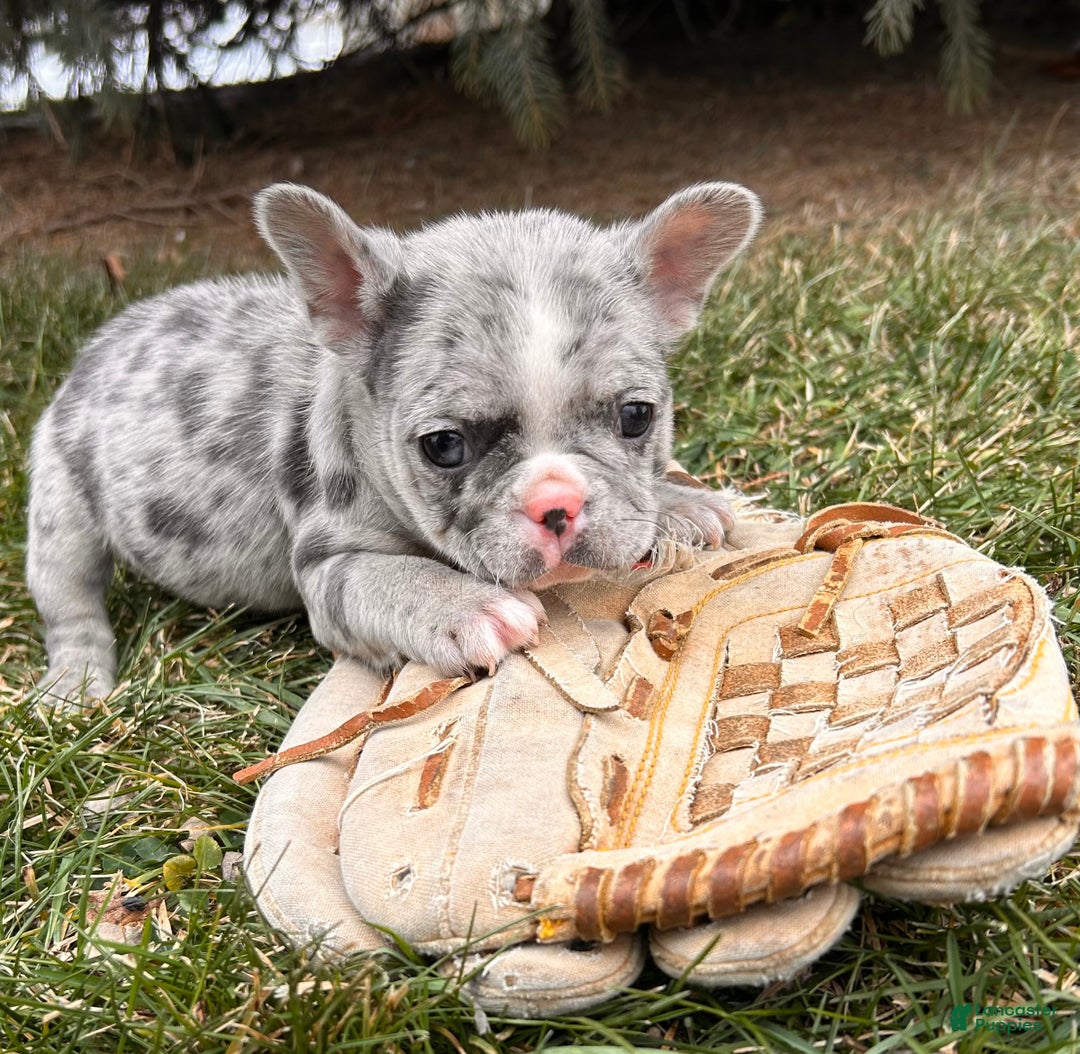 French Bulldog dogs for sale: Koko - Ad 4