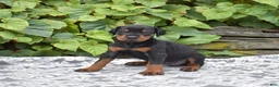 Doberman Pinscher dogs for sale: Echo - Ad 5
