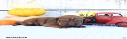 Mini Hippo dogs for sale: Cinnamon - Ad 8