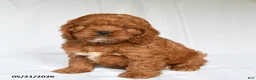 Cockapoo dogs for sale: Jane - Ad 1