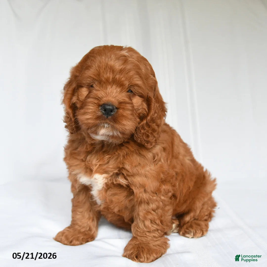 Cockapoo dogs for sale: Jane - Ad 1