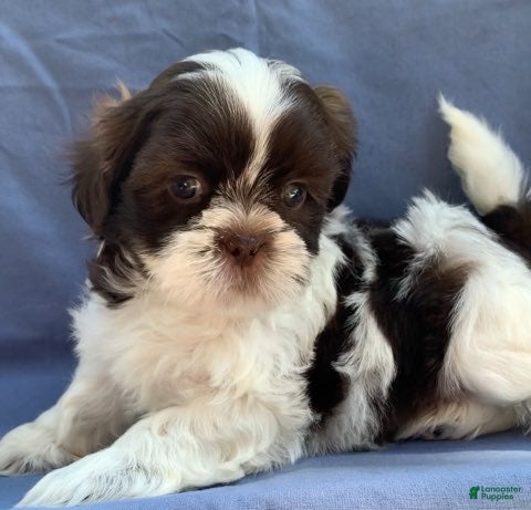 Shih Tzu dogs Muffin - Ad 1