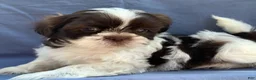 Shih Tzu dogs for sale: Muffin - Ad 1