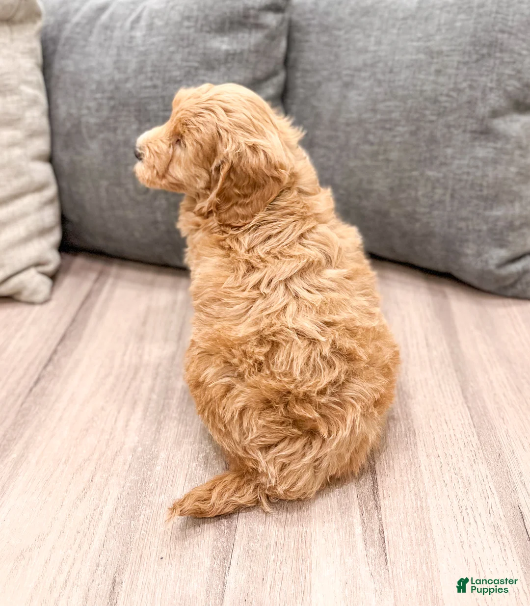 Labradoodle dogs for sale: Jazz - Ad 5