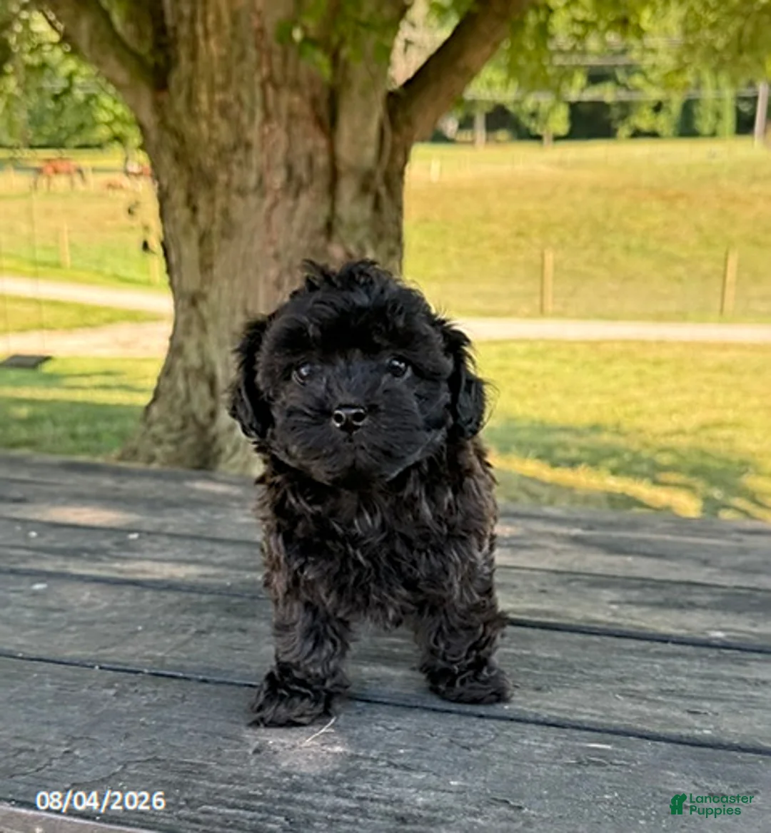 Mixed Breed dogs for sale: Kelcey - Ad 2