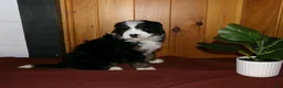 Mini Bernedoodle dogs for sale: Abby - Ad 3