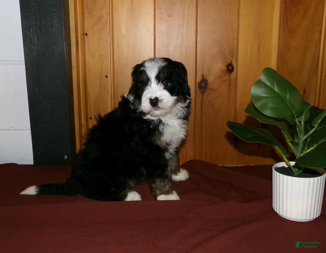 Mini Bernedoodle dogs for sale: Abby - Ad 3