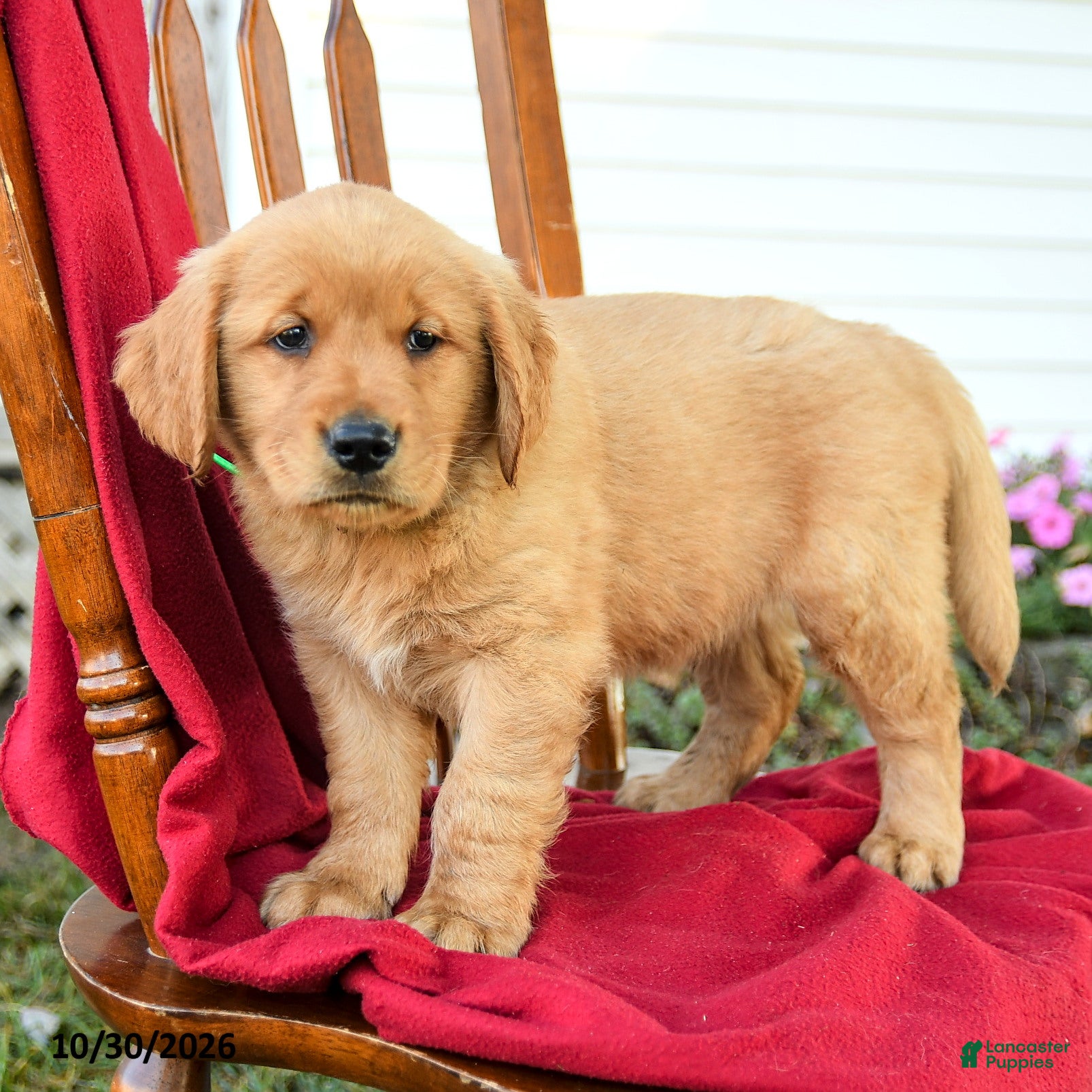 Golden Retriever dogs for sale: Buddy - Ad 1