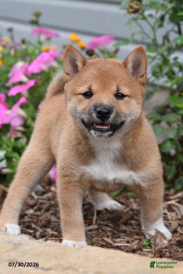 Shiba Inu dogs Jackie - Ad 2