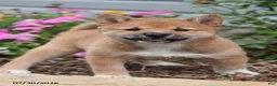 Shiba Inu dogs for sale: Jackie - Ad 2