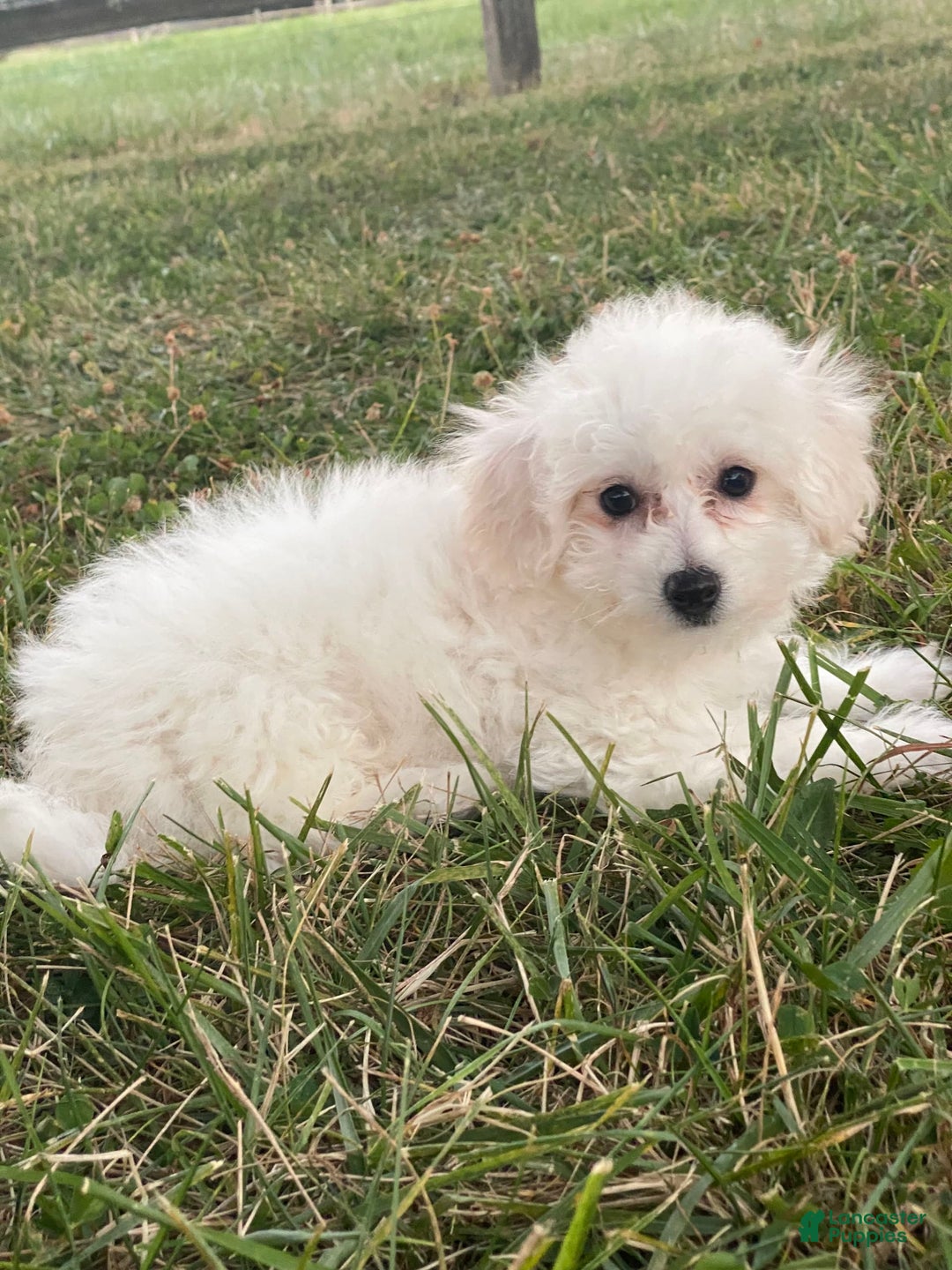 Bichon Frise dogs for sale: Buddy - Ad 5
