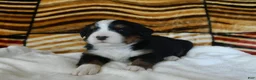 Bernese Mountain Dog dogs for sale: Bonnie - Ad 2