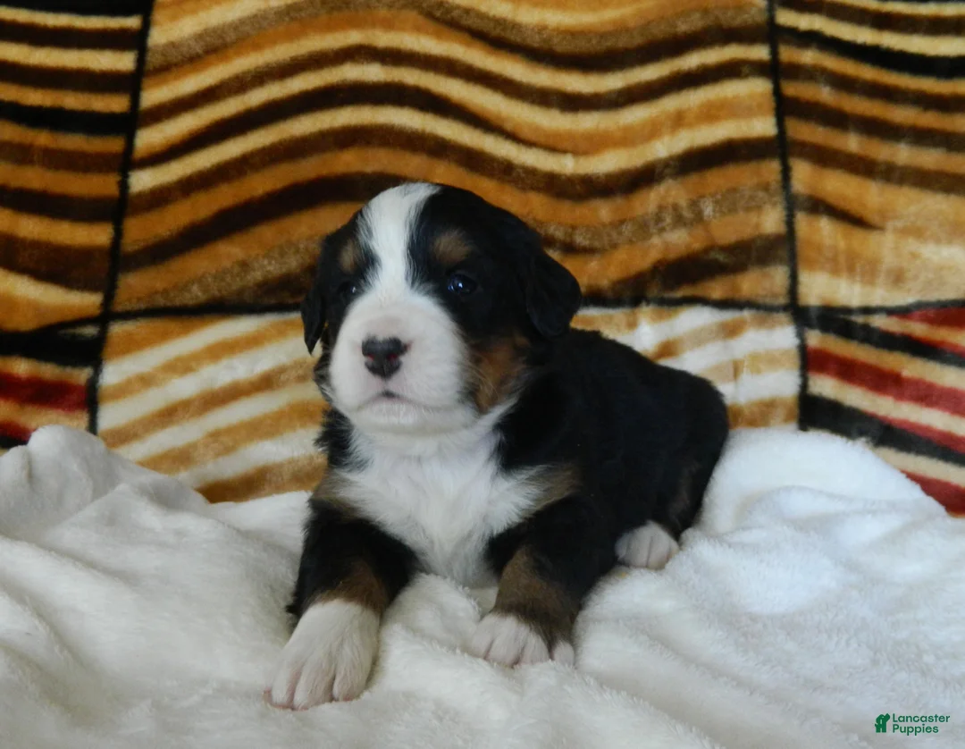 Bernese Mountain Dog dogs for sale: Bonnie - Ad 2