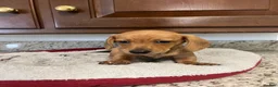 Miniature Dachshund dogs for sale: Winnie  - Ad 4