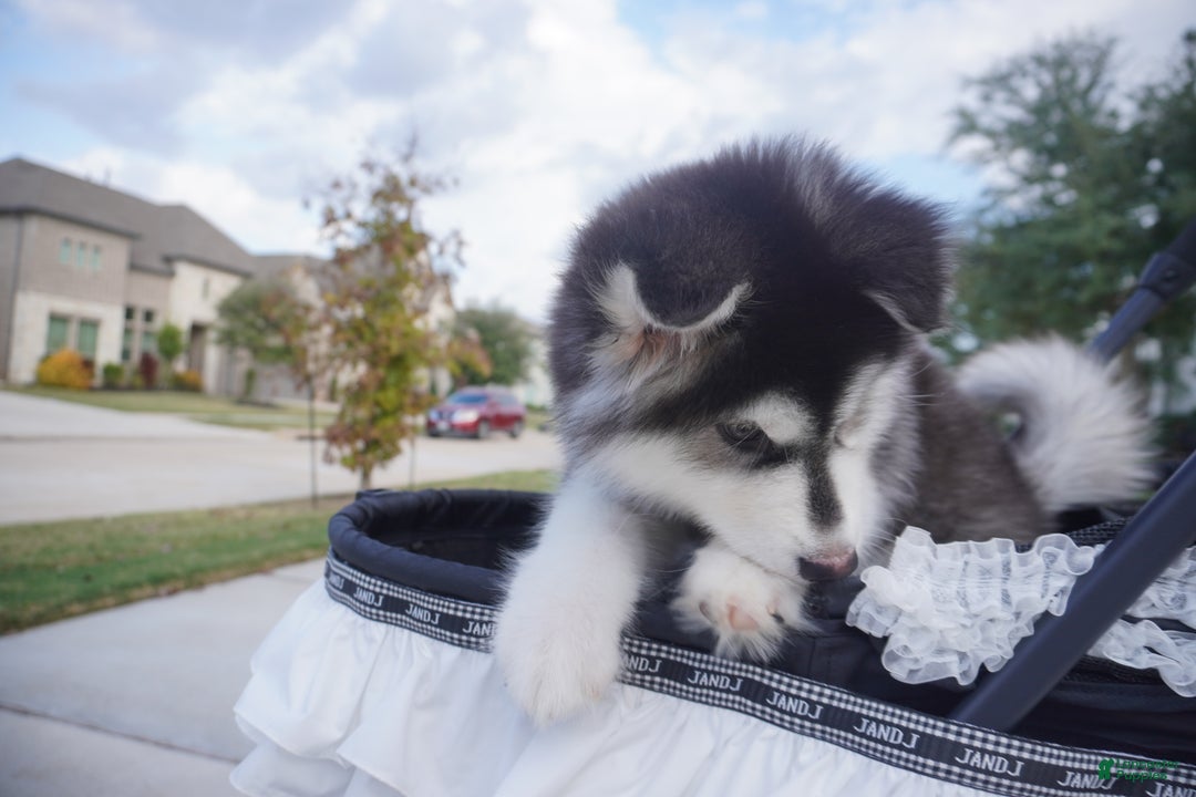 Alaskan Malamute dogs for sale: Xiao Huang - Ad 6
